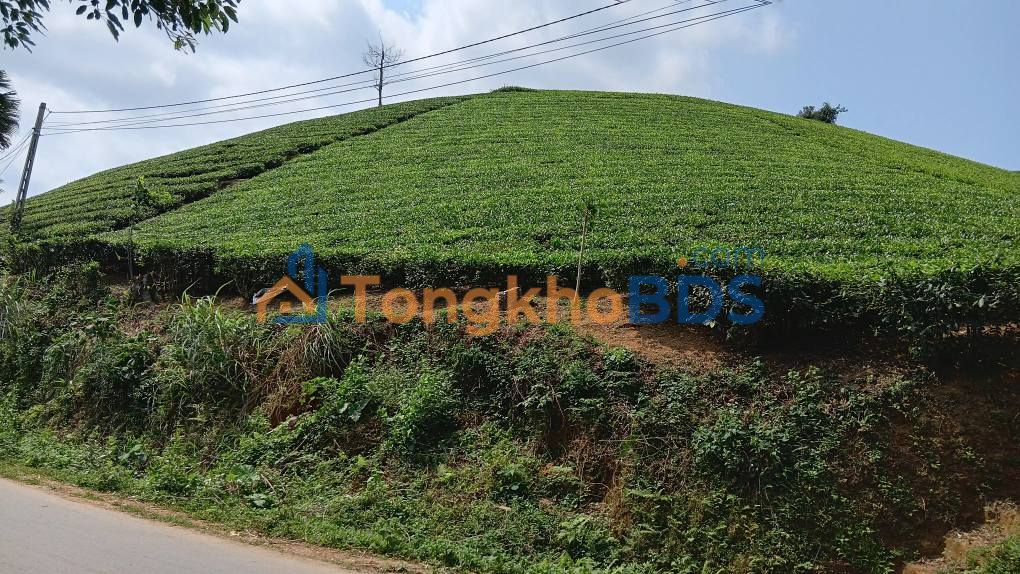 Đất vườn Long Cốc Phú Thọ 5.000m² 2 tỷ - Sinh thái xanh