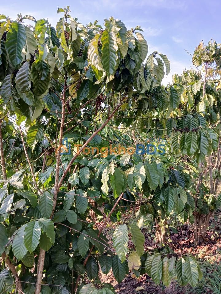 Bán Đất Vườn 22.000m² Mặt Đường Bê Tông Huyện Lâm Hà - Giá 7.5 Tỷ