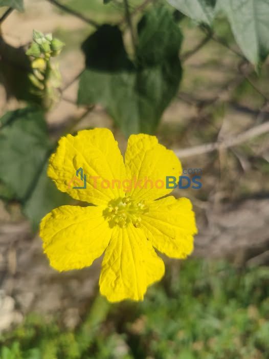 Đất nền Ba Ngòi Cam Ranh 78m² giá 1,6 tỷ - Sổ đỏ chính chủ