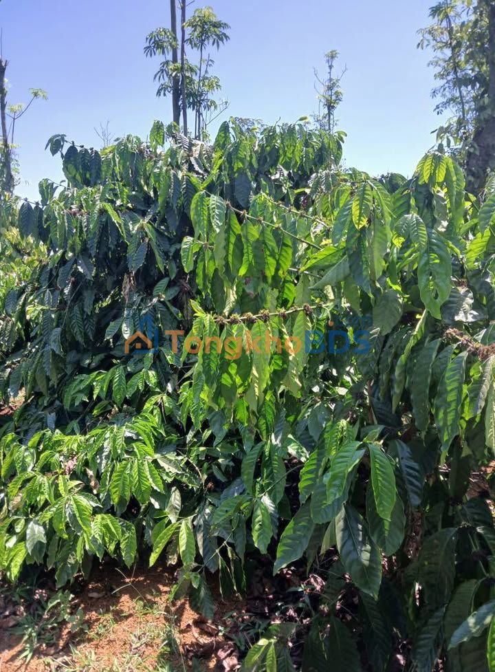 Bán gấp Farm 10.000m² Đức Long, Bình Thuận - Thu nhập 7 Tấn Cà phê & Tiêu