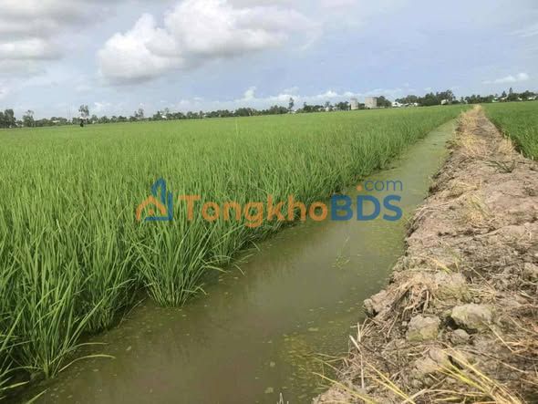 Bán Gấp Đất Vườn 27000m² Sổ Đỏ Tại Mỹ Thuận, Hòn Đất