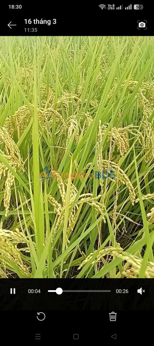 Đất Vườn 20.000m² Giang Thành, Kiên Giang - Giá Đầu Tư Tốt