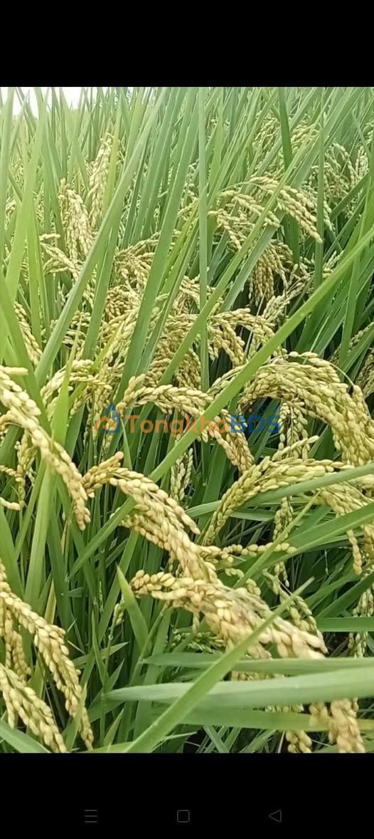 Đất Vườn Kiên Giang 36.000m² - Mặt Tiền Lộ, Lúa 3 Vụ