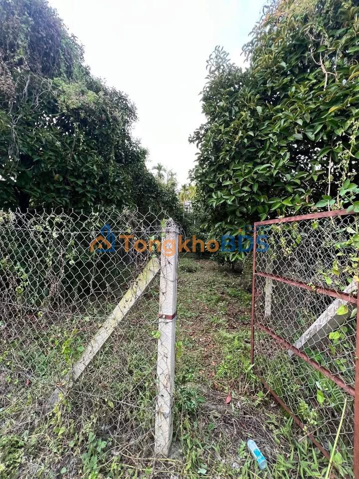 Bán Đất Vườn Thuận An - 143m² - 1.55 Tỷ - Sổ Đỏ Sẵn Sàng