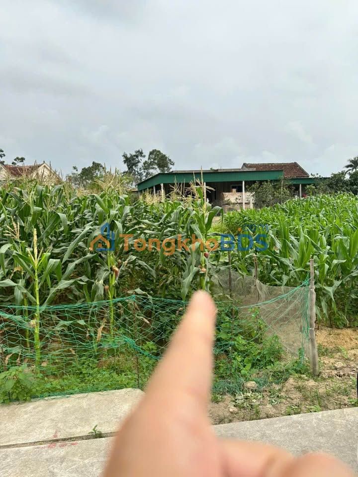 Đất Nền Nghi Lộc - 98m² Sổ Hồng Sẵn Sàng - Giá 1.5 Tỷ