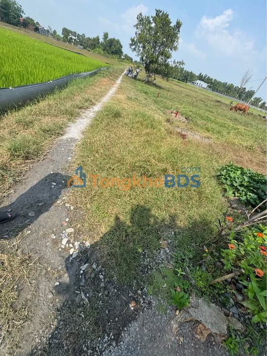 Đất Hậu Nghĩa - Đức Hòa 130m² Sổ Hồng, Giá 600 Triệu