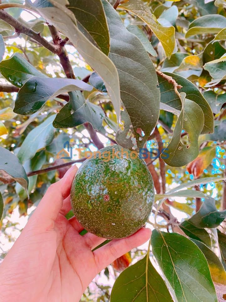 Cho thuê nhà vườn 2000m² Nam Ban - Lâm Hà, Lâm Đồng - Giá 6 Triệu/Tháng