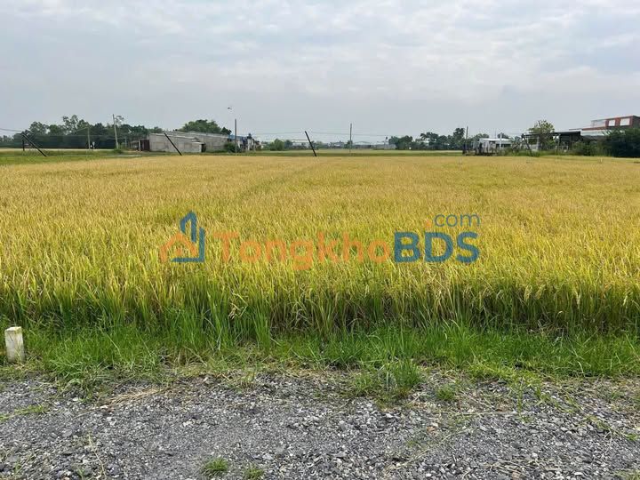 Bán Đất Thổ Cư Sổ Hồng Riêng 150m² Xã Hòa Khánh Nam, Đức Hòa - 530 Triệu