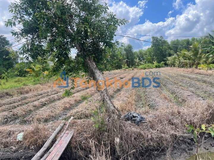 Đất Vườn Long An 1000m² - Sổ Hồng Sẵn, Giá Đầu Tư 1.5 Tỷ