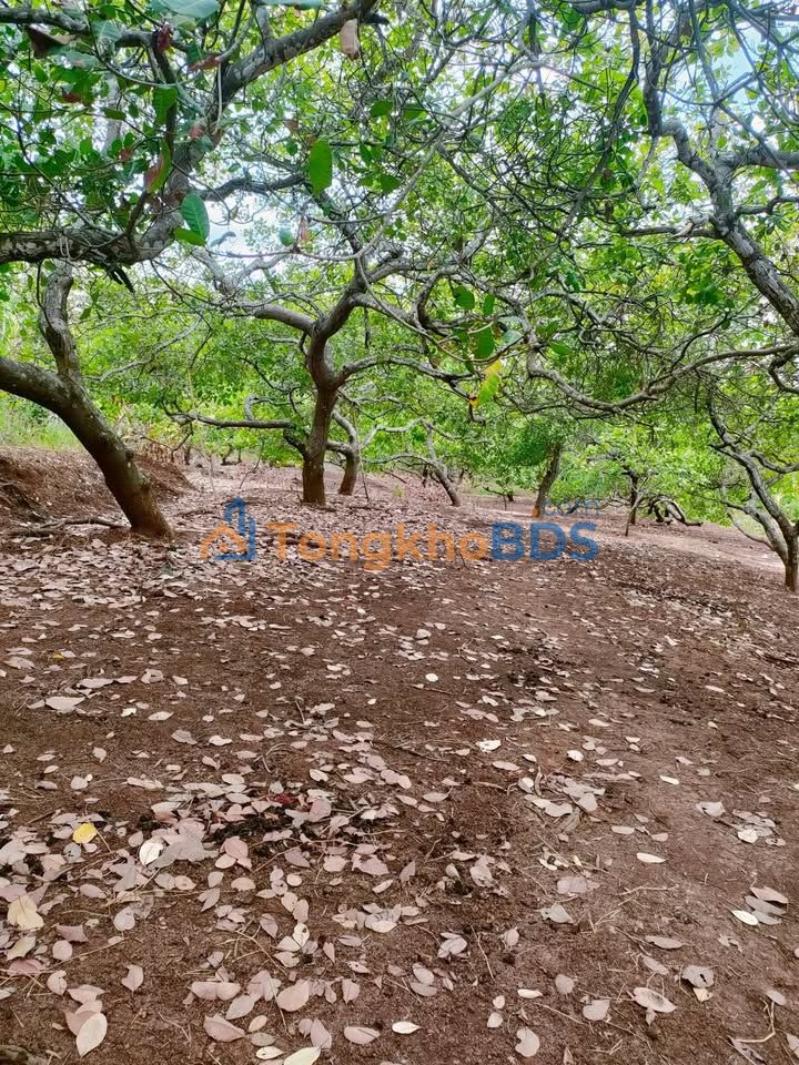 Đất Nền 1500m² Xuân Quế, Cẩm Mỹ, Đồng Nai - Giá Đầu Tư 750 Triệu