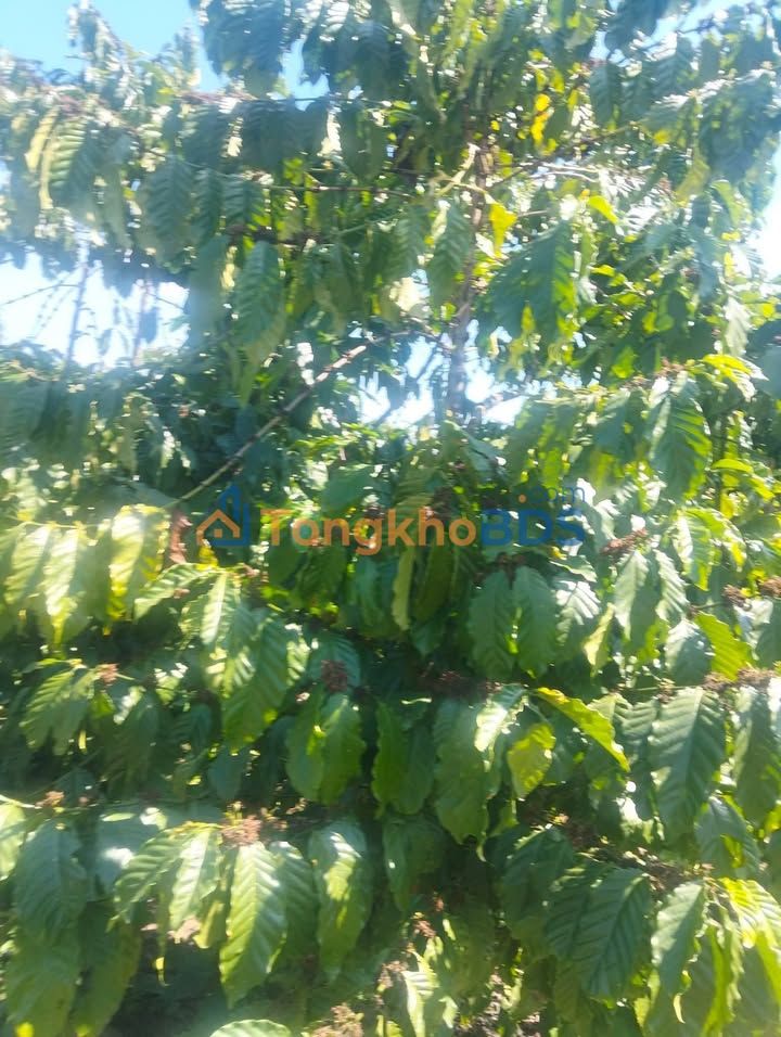 Farm Dinh Trang Thuong Di Linh 2,2ha 220tr - So do chinh chu