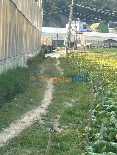 Đất Sào 2600m² D'Ran, Đơn Dương - Sổ Đỏ Sẵn Sàng, Giá Đầu Tư 1.43 Tỷ