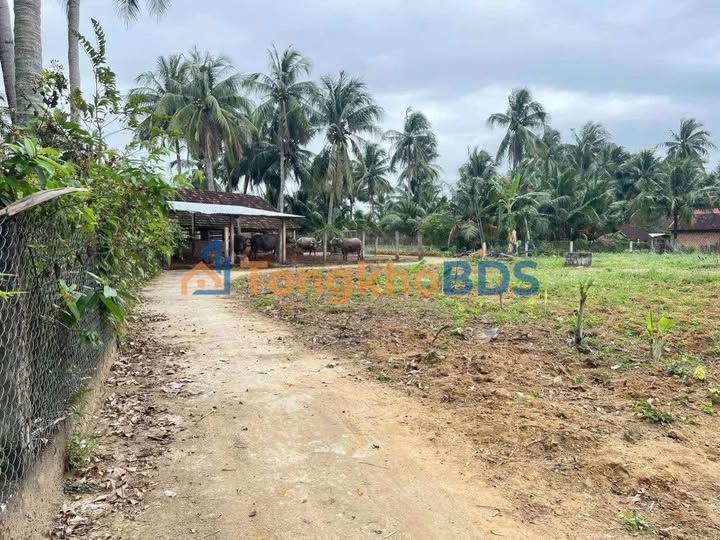 Đất Thổ Cư Phù Mỹ 130m² - Chỉ 100 Triệu/Lô - Sổ Đỏ Sẵn