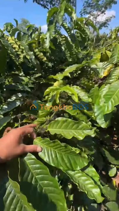 Bán Gấp Đất Vườn 1.5ha Đắk Nông - Sổ Đỏ, Mặt Tiền Đường Lớn