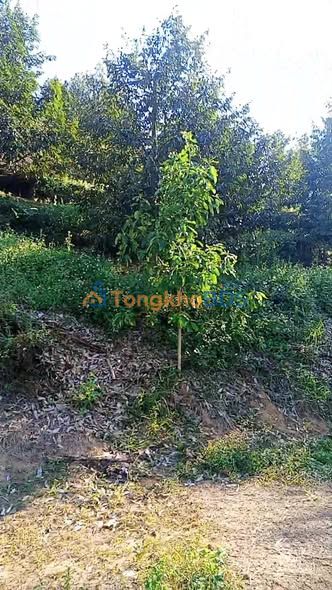 Bán Gấp Farm Rẫy 32.400m² Mặt Đường Đất Huyện Krông Nô, Đắk Nông - Giá 1.2 Tỷ