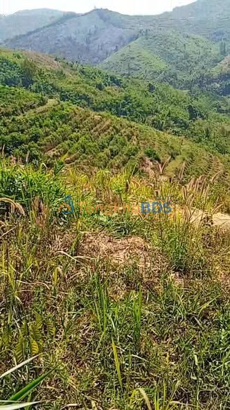 Farm 40.000m² Đắk Nông - Sổ đỏ sẵn sàng, tiềm năng sinh lời cao
