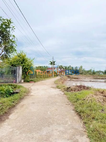 Đất Lúa 1500m² Sổ Hồng Tại Phú Lạc, Bình Định - Giá 199 Triệu