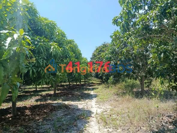 Bán Gấp Vườn Xoài Cam Đức 1.8ha - Sổ Hồng Riêng, Giá Đầu Tư 9.5 Tỷ