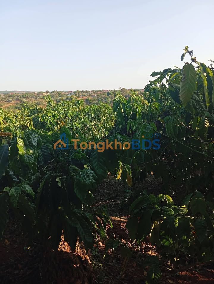 Đất vườn Ea Kuêh 3.6 sào 1,8 tỷ - Nghỉ dưỡng lý tưởng