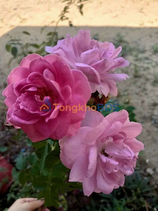 Cho Thuê Căn Hộ Mini Hẻm Dương Hiến Quyền Nha Trang - Giá 2.3 Triệu