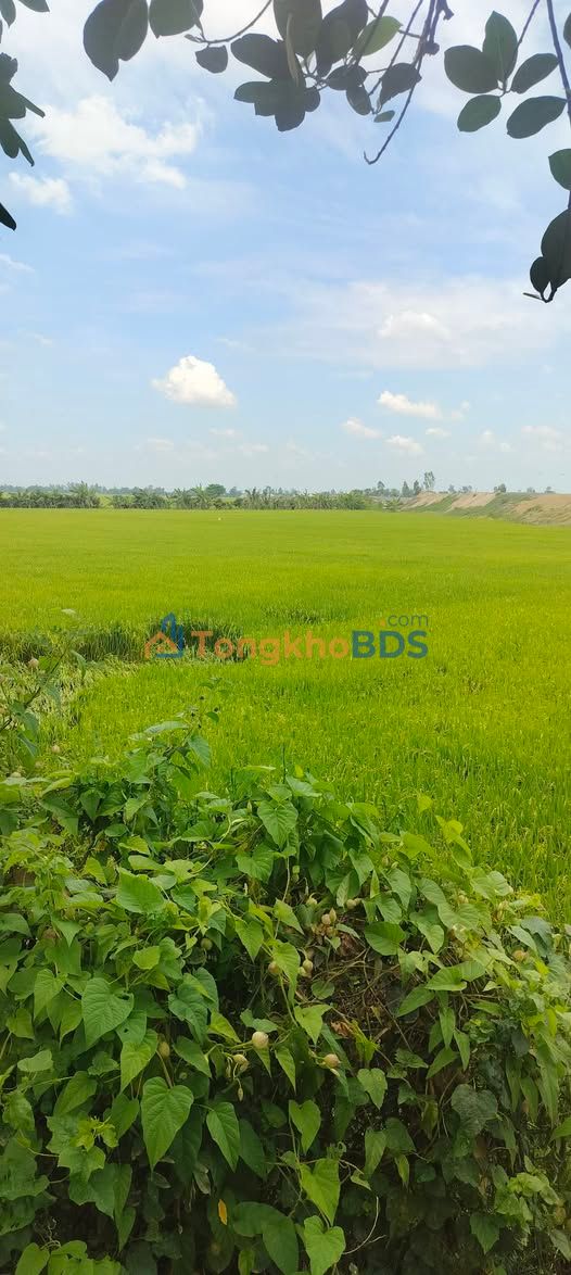 Bán 6.8 Công Đất Ruộng An Giang - Sổ Hồng Sẵn Sàng