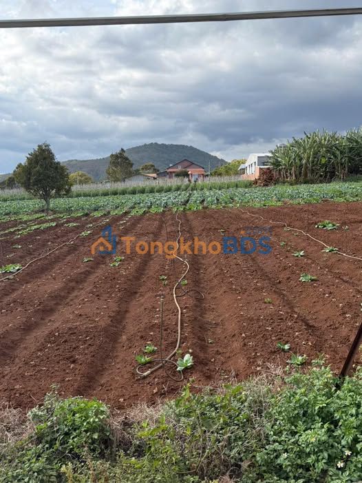 Bán Đất Thổ Cư 1.606m² Lâm Đồng - Sổ Hồng Sẵn Sàng