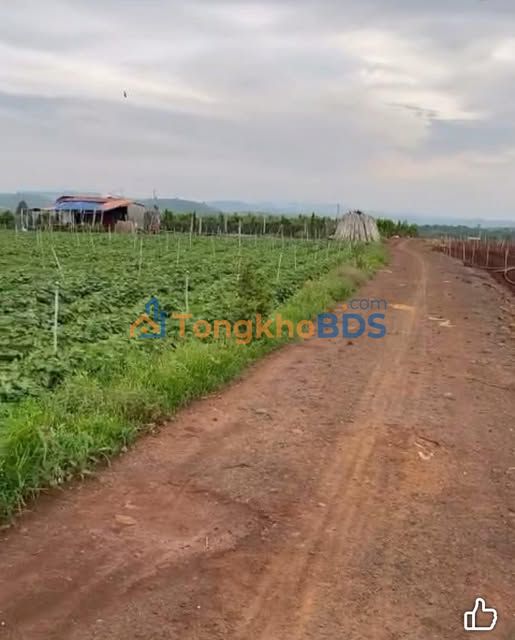 Đất Sào Vườn 8280m² Mặt Tiền 12m, Đức Trọng - Đầu Tư Sinh Lời