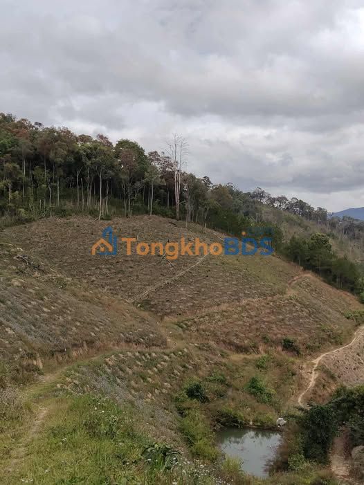 Bán đất 12.000m² cà phê mới trồng giá 600 triệu tại Lâm Hà