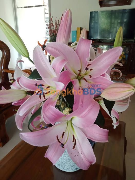 Bán Gấp Đất Lệ Chi, Gia Lâm 480m² - Sổ Đỏ Sẵn Sàng, Giá Tốt 1.2 Tỷ