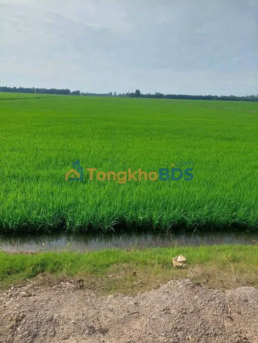 Đất nền Long An 10.000m² mặt tiền 100m - Giá 9 tỷ