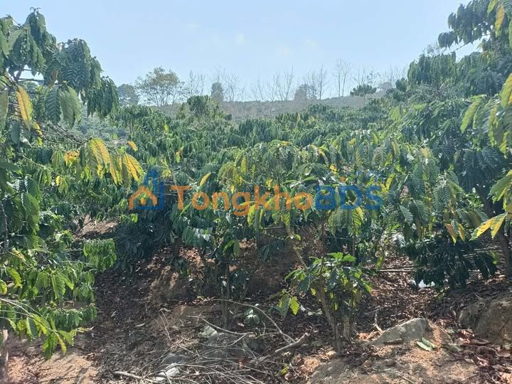 Bán Đất Vườn 9000m² Xã Phi Liêng, Lâm Đồng - Giá 1.3 Tỷ