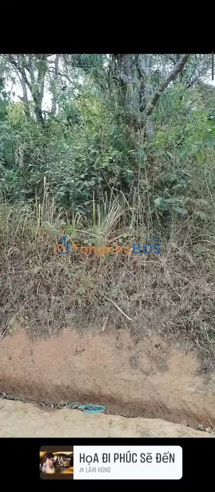 Bán Gấp 12,000m² Đất Nông Nghiệp Xã Đạ Tông, Đam Rông - Giá Đầu Tư 2.8 Tỷ