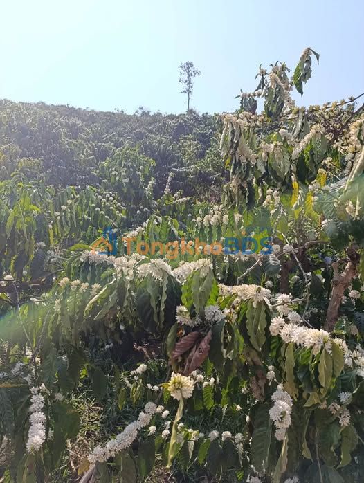 Bán đất Đam Rông 6000m² giá 800 triệu - Đường ô tô, cách bê tông 300m