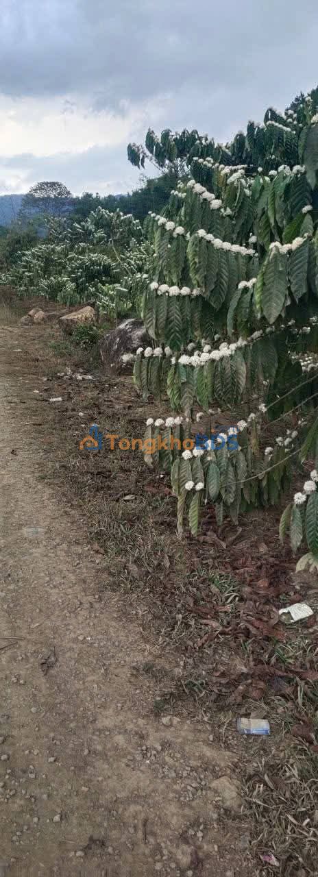 Bán Gấp Farm 18.000m² Đam Rông, Lâm Đồng - Sổ Đỏ Sẵn Sàng