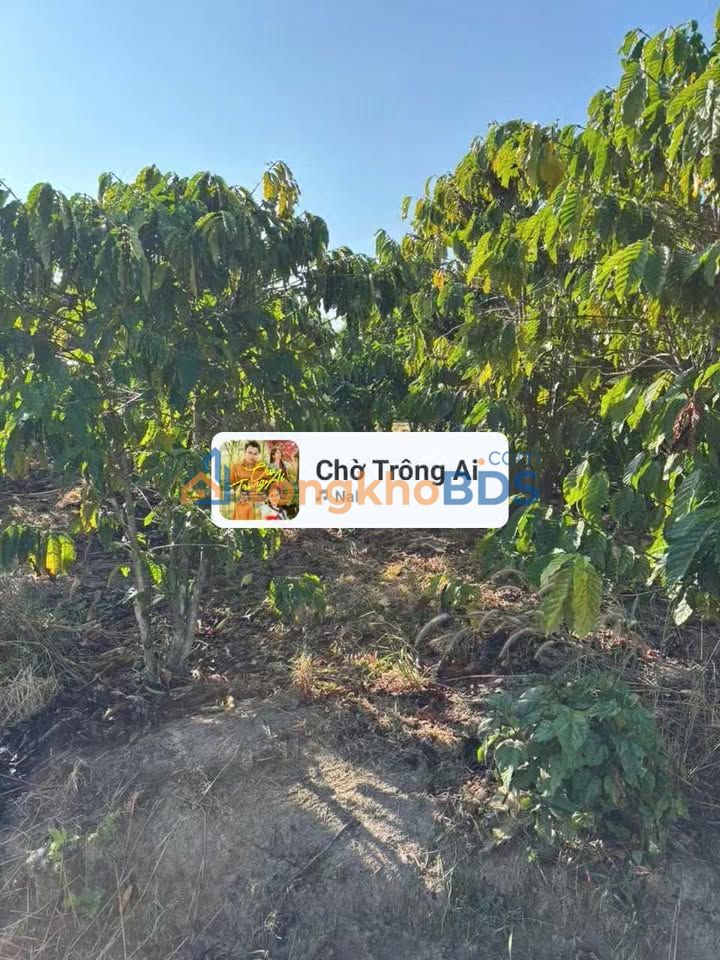 Bán gấp 21600m² đất vườn Lâm Hà, Lâm Đồng - Sổ hồng, có dòng tiền