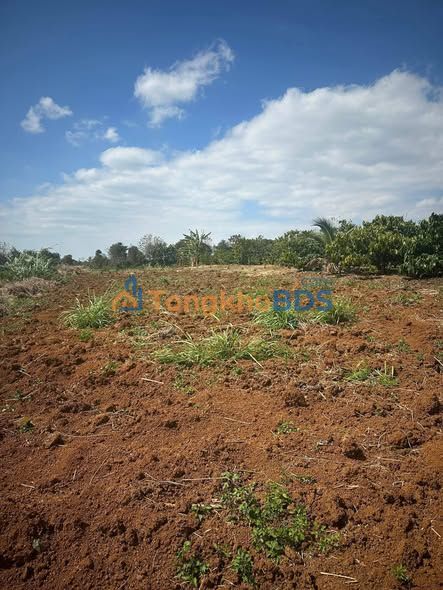 Bán Gấp Farm 1.4ha Mặt Tiền Đường Đá Dăm Đắk Lắk - 140 Tỷ