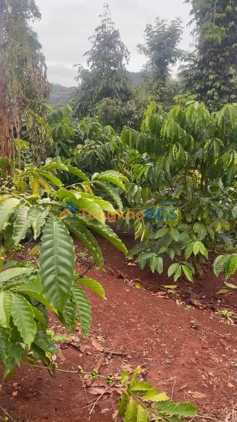 Bán Gấp Farm 21.000m² Đắk Lắk - Sẵn Sàng Kinh Doanh Lợi Nhuận Cao