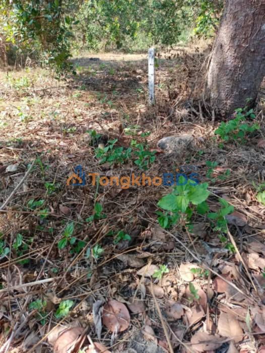 Bán đất Xã Xuân Tâm, Đồng Nai - 1032m² giá 399 triệu