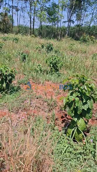 Đất nền Đắk R'La Đắk Mil 50.000m² 1 tỷ - Tiềm năng tăng giá