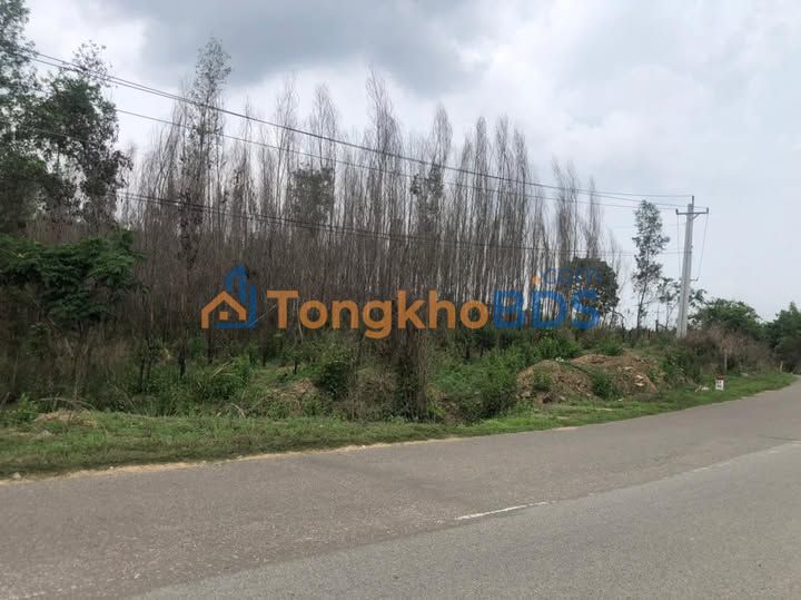 Đất Vàng Mặt Tiền QL55B Hàm Thuận Nam, Bình Thuận - 2.1ha Giá Tốt