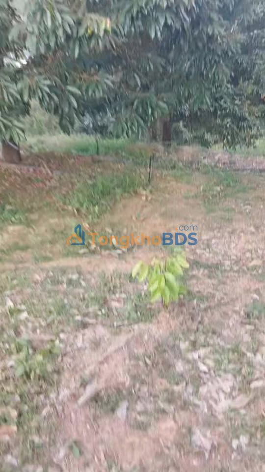 Bán Gấp 3ha Sầu Riêng Đam Rông, Lâm Đồng - Dòng Tiền Ổn Định, Sổ Sách Đầy Đủ