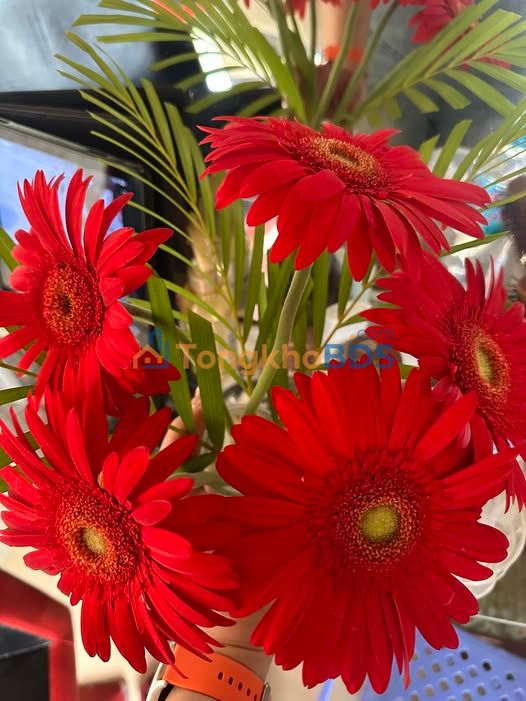 Nhà riêng Độc Lập Cát Bi 30m2 2 tỷ - Sẵn sàng ở ngay