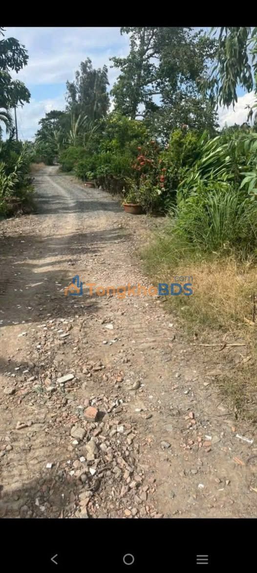 Bán 10 Công Vườn Chanh Mặt Tiền Lộ Đá Mi - Đồng Tháp Giá Tốt