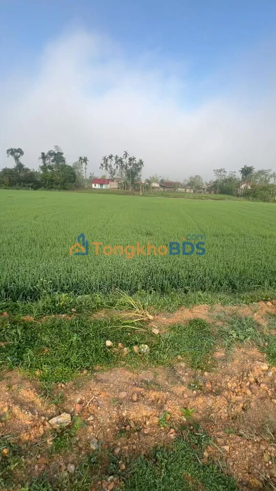 Bán đất Đức Thọ, Hà Tĩnh 300m² bám đường liên xã - Giá chỉ từ 1.1 tỷ