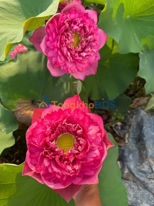 Đất nền Hòa Khương Hòa Vang 160m² 1 tỷ - Sổ đỏ chính chủ