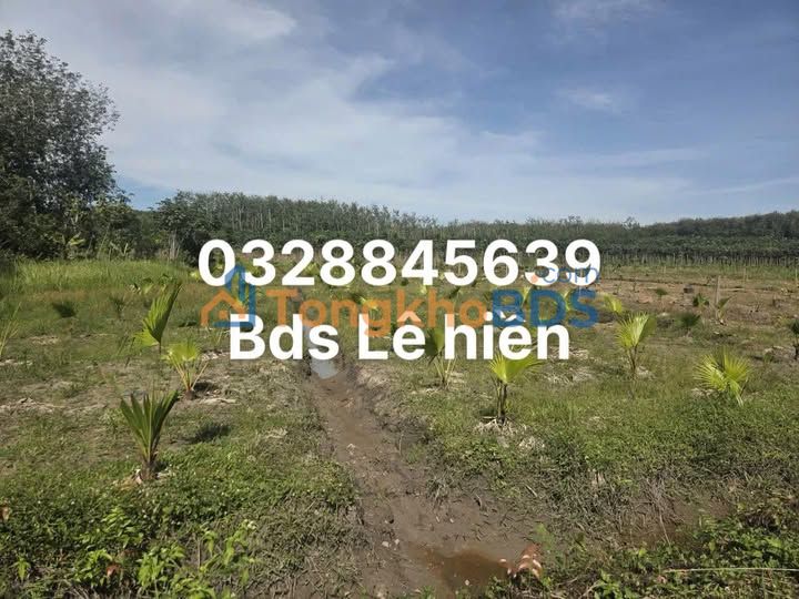 Bán đất 1540m² Phú Giáo - Đường xe tải, 950 triệu, Sẵn sổ