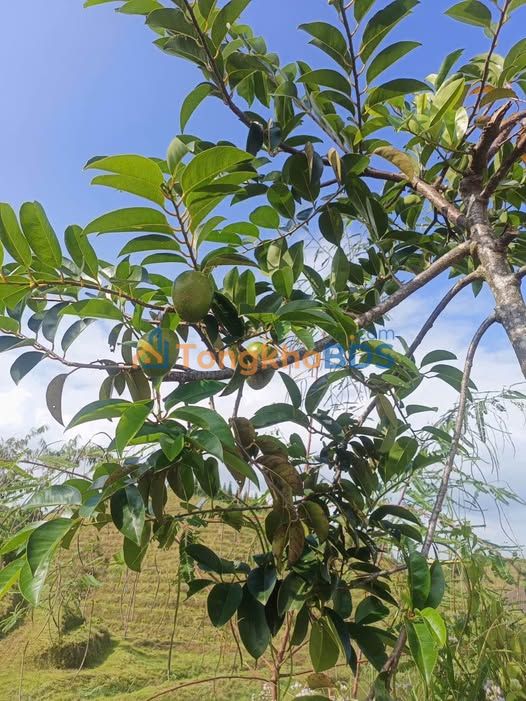 Đất Vườn Lộc Ngãi, Bảo Lâm 540m² - Sổ Hồng, Giá 1 Tỷ - Có Cây Ăn Trái