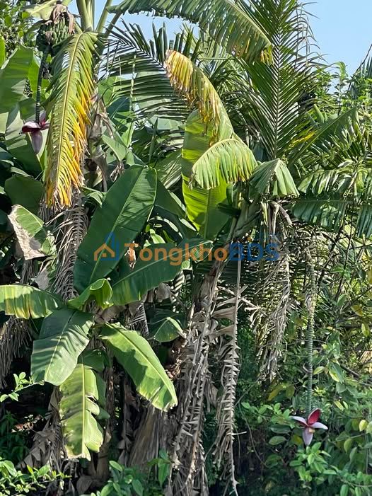 Đất nền Vĩnh Bảo, Hải Phòng - 84m² full thổ cư, sát KCN Vinh Quang