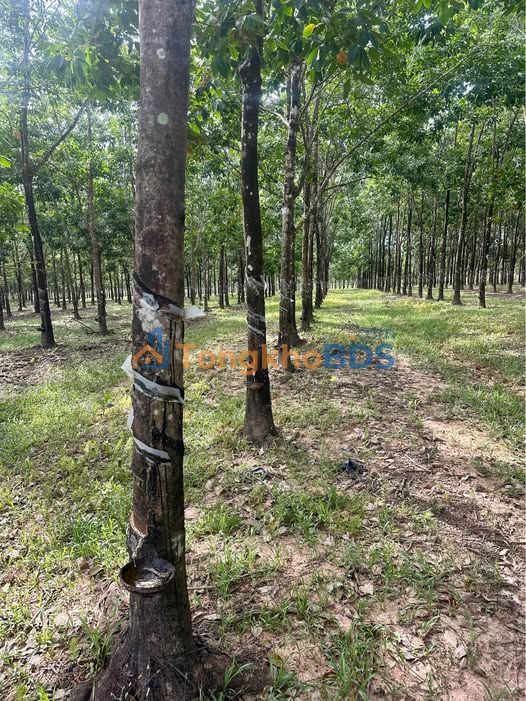 Bán Gấp Đất Vườn 8200m² Lộc An, Phú Giáo - Sổ Sẵn, 500 Cây Cao Su Cho Thu Nhập