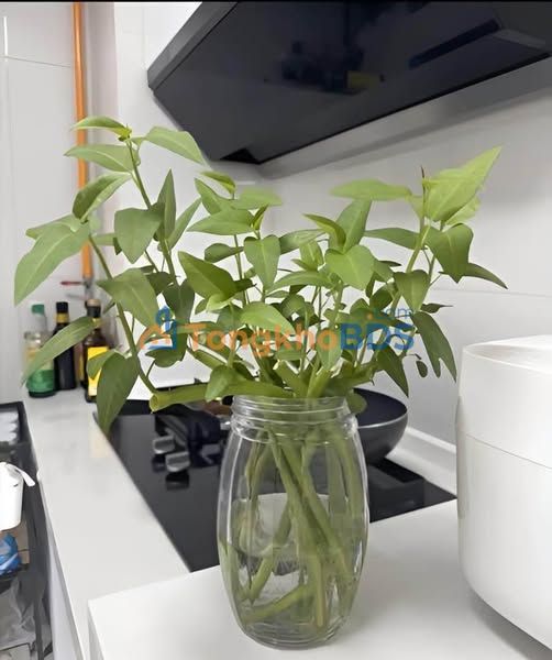 Nhà 49m² Đại lộ Nguyễn Thái Học, Yên Bái - Sẵn Sàng Đón Tết Giá 1.05 Tỷ